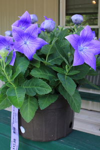 Perennial 2
